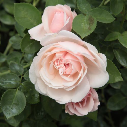 Gärtnerei - Rosa Auswith - rosa - englische rosen - mittel-stark duftend - David Austin - Die Blüten sind vollgefüllt, die inneren Blütenblätter wellig, der außere Rand bleicht aus, wird weiß. Sie duften betörend und blühen im ganzen Sommer.